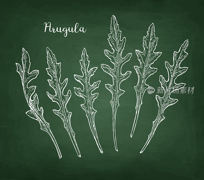 Chalk sketch of arugula
